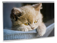 Фотоальбом «Котейка» Фотоальбом «Котейка»